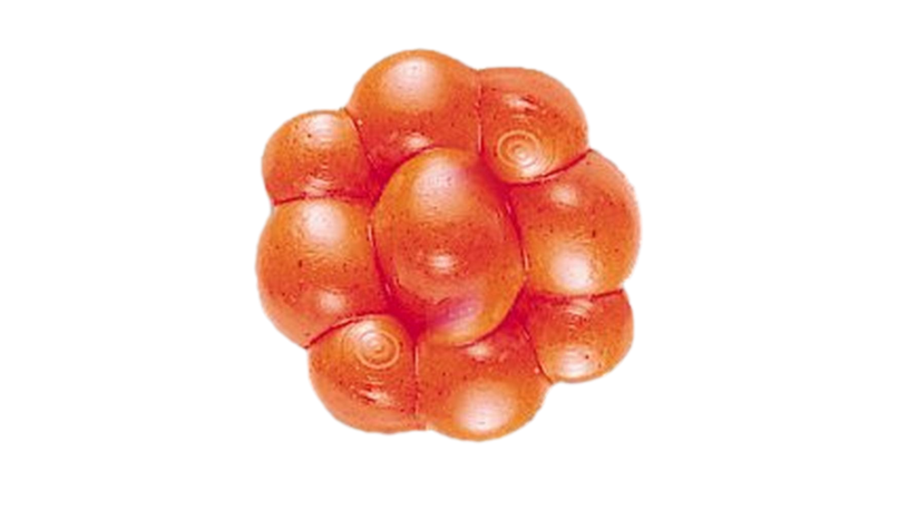 Leurres souple "Powerbait" fluorescent orange par Berkley