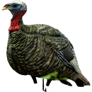 Appelant De Dindon "LCD Quarter Strut Jake Decoy" Par Avian-X