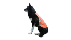 Dossard pour chien Backwoods