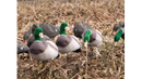 Appelants Canard Malard par SkyFall Decoys