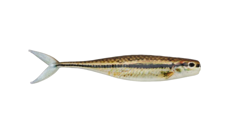 Powerbait The Champ Minnow de Berkley