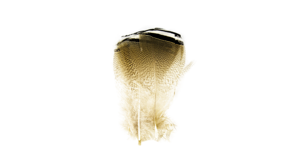 Plumes canard branchu Shor Fishing