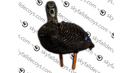 Appelants canard noir de SkyFall Decoys (Paq. de 6)