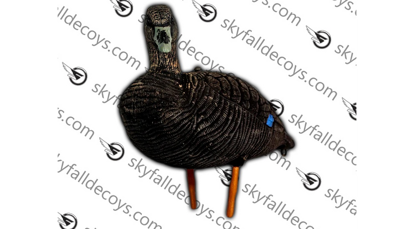 Appelants canard noir de SkyFall Decoys (Paq. de 6)