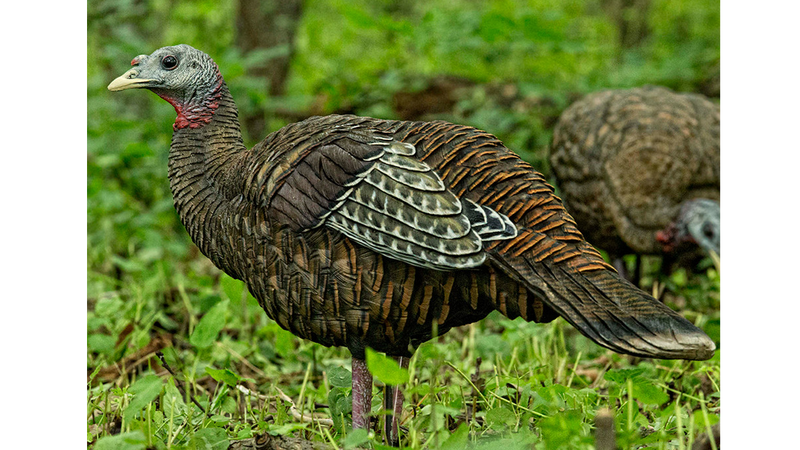 Appelants à dindon LCD Breeder Hen par Avian-X