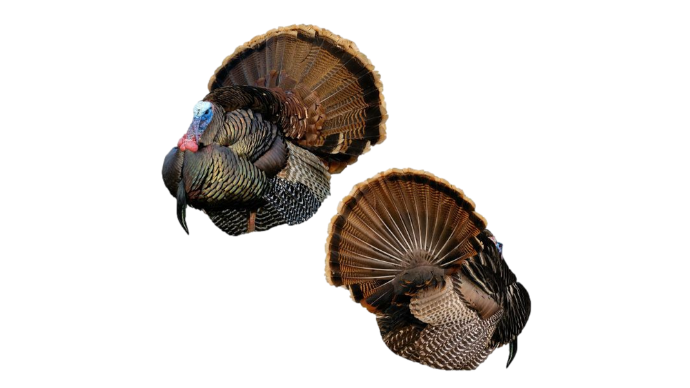 Decoy Montana MR T''
