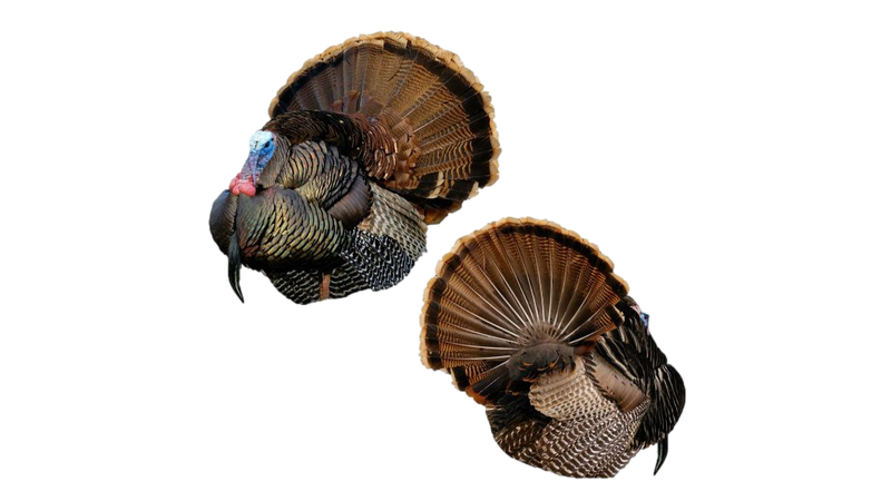 Appelants de dindon Mr. T de Montana Decoys